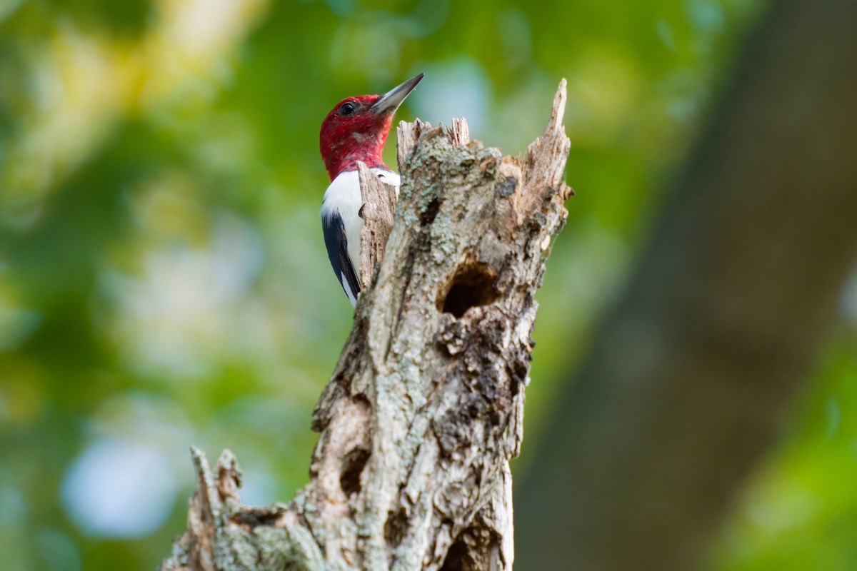 Red-headed Woodpecker - ML610338045