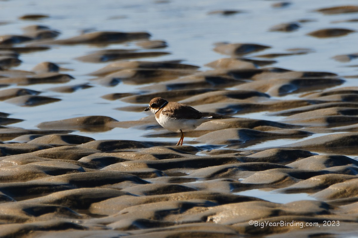 Semipalmated Plover - ML610338332