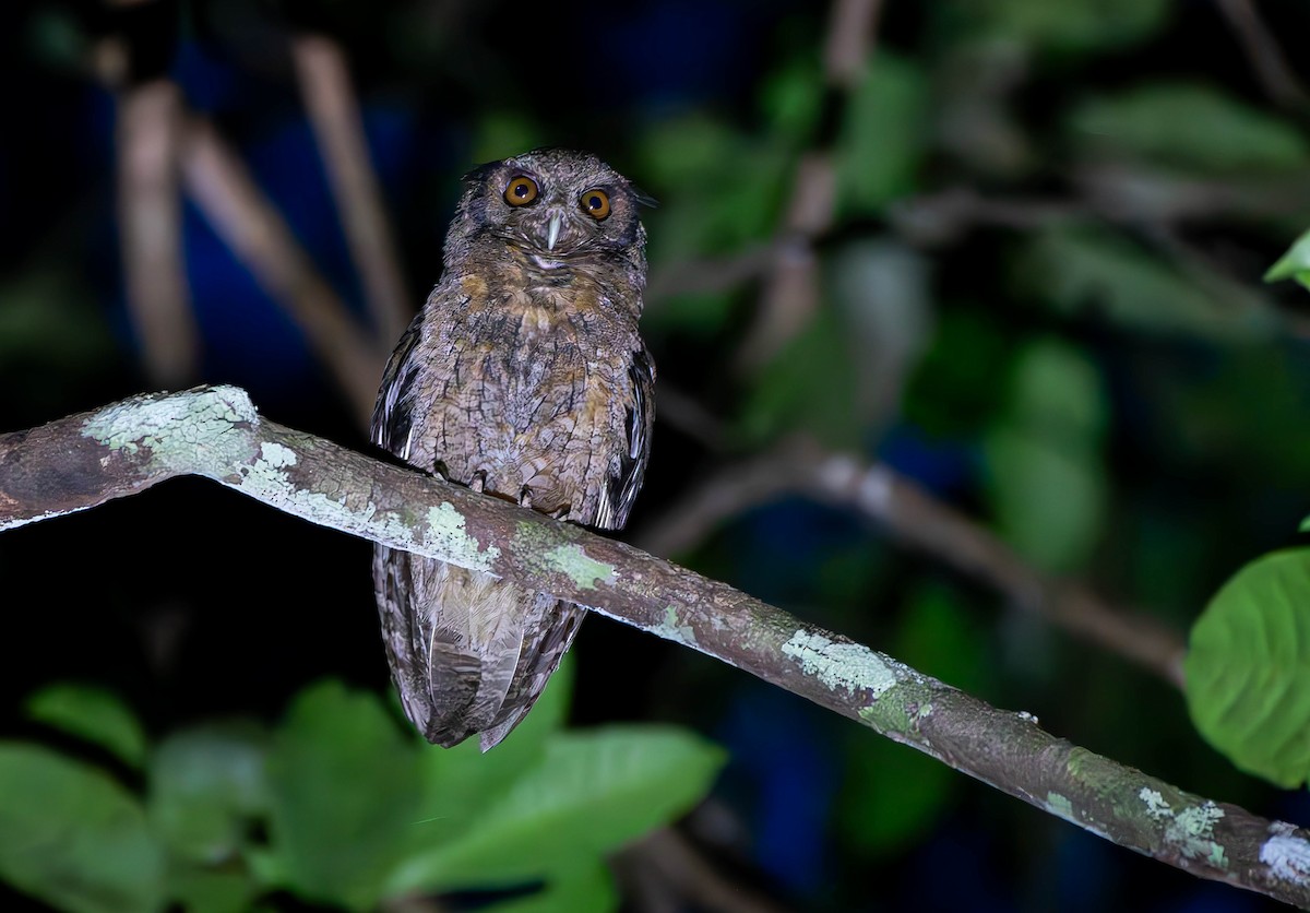 Tawny-bellied Screech-Owl - ML610338473