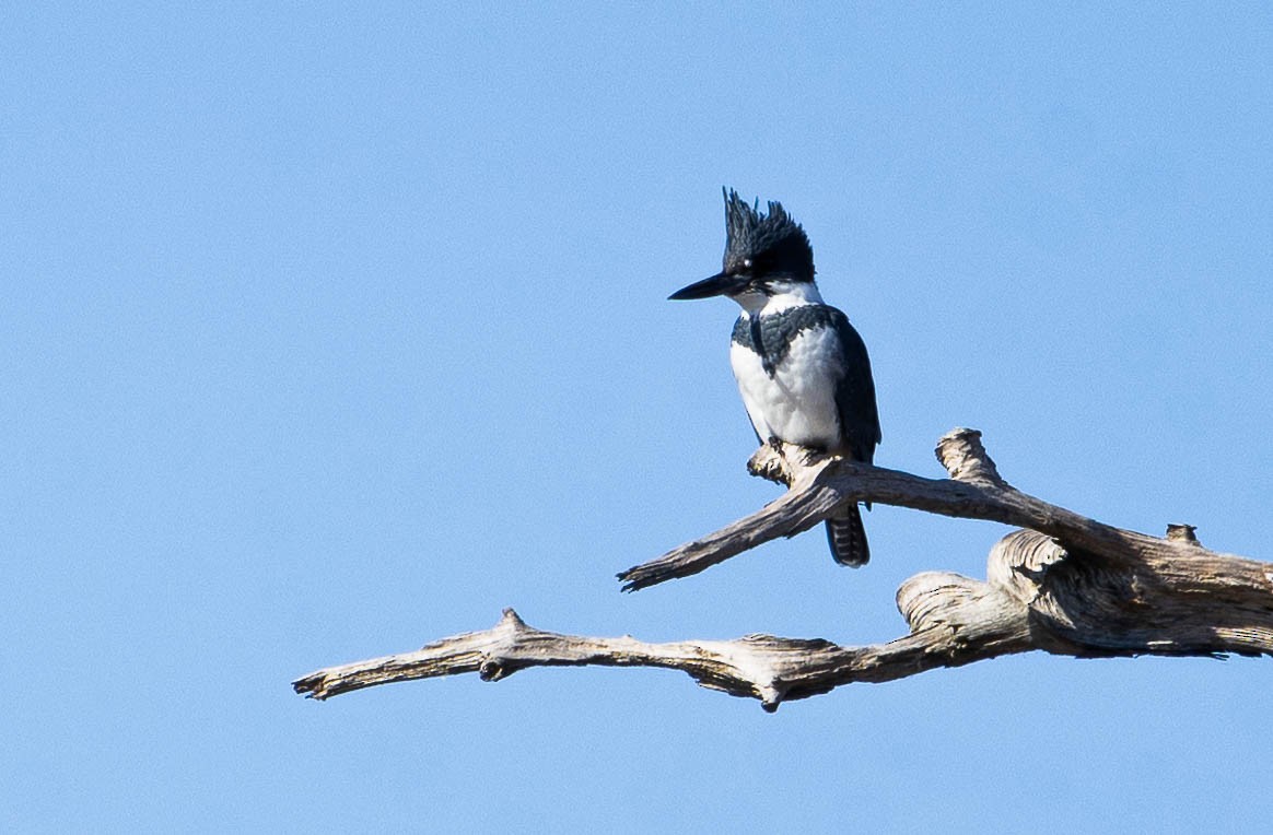 Belted Kingfisher - ML610338624