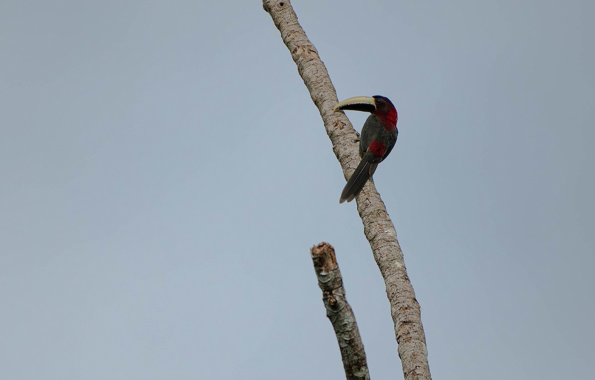 Red-necked Aracari - ML610338901