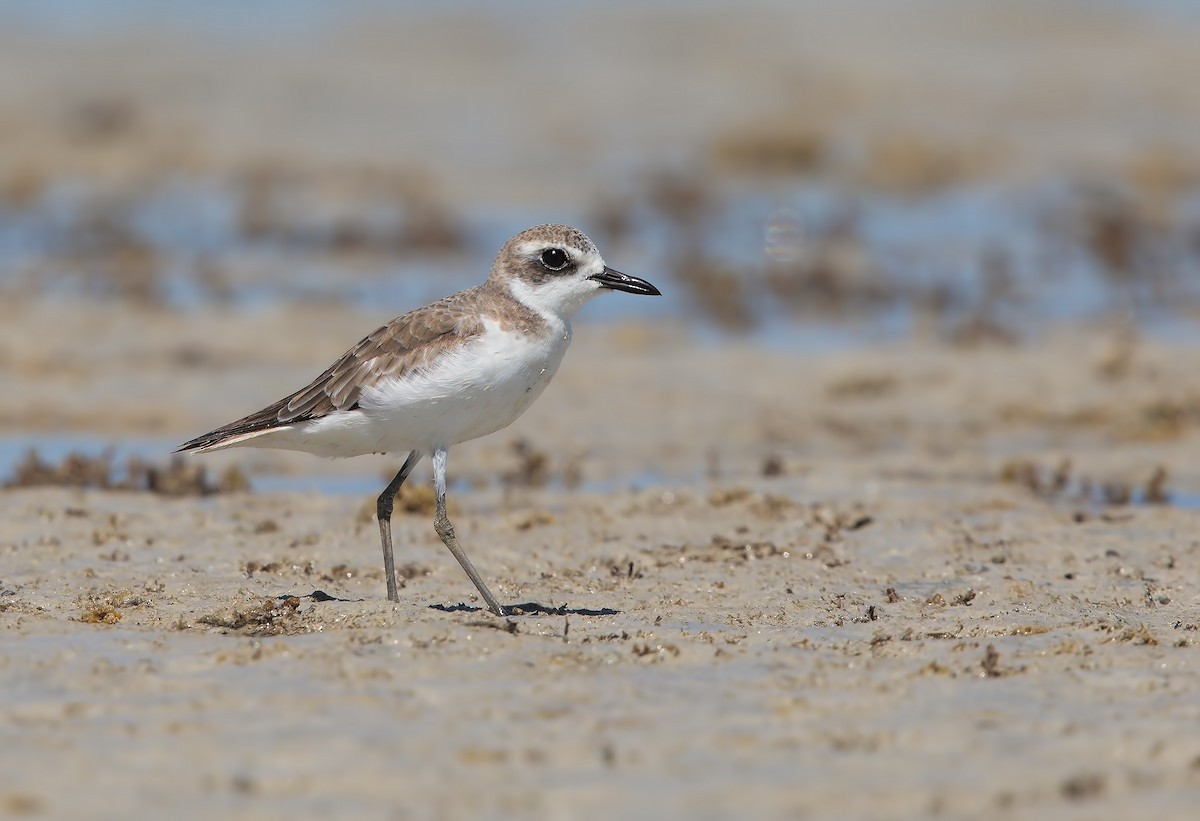 Greater Sand-Plover - Marco Valentini
