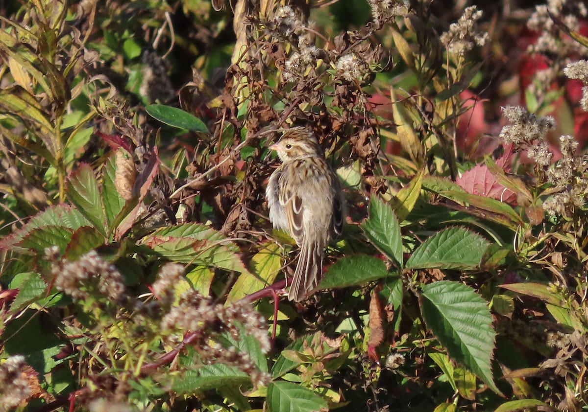 Clay-colored Sparrow - tom aversa