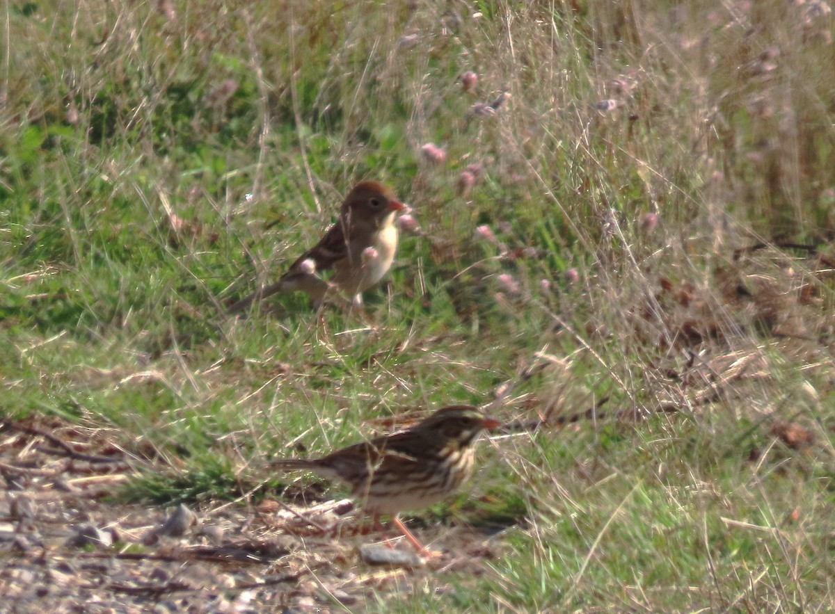 Field Sparrow - tom aversa
