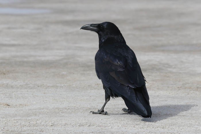 Common Raven - Tony Godfrey