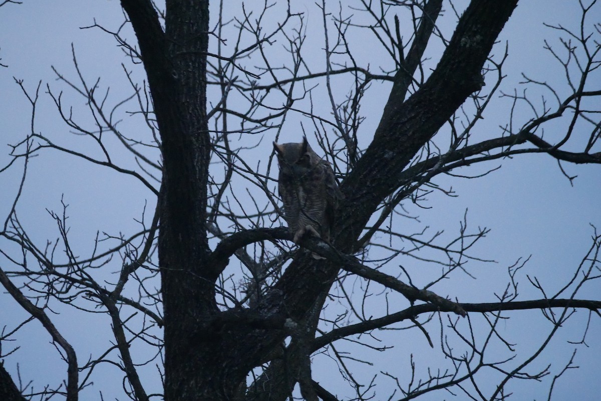 Great Horned Owl - ML610339826