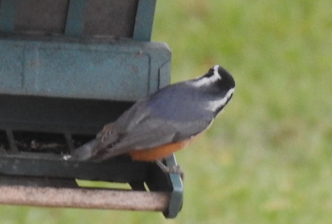 Red-breasted Nuthatch - ML610339850