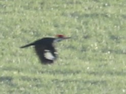 Pileated Woodpecker - Owen Morgan
