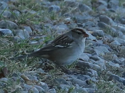 White-crowned Sparrow - Owen Morgan