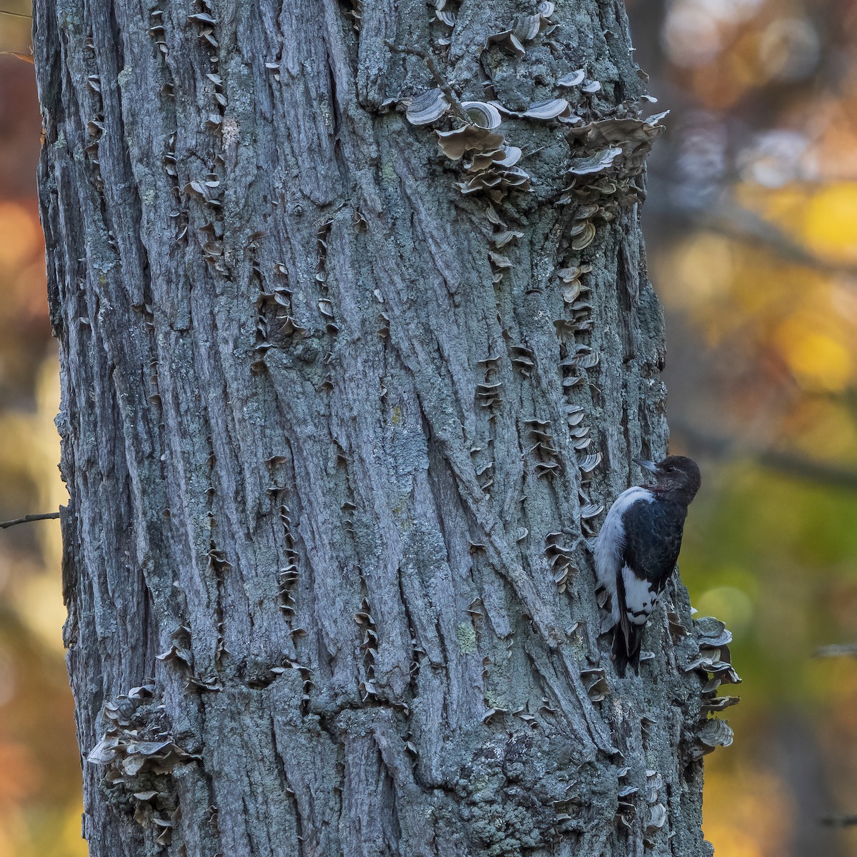 eBird Checklist 24 Oct 2023 Kensington MetroparkLivingston Co