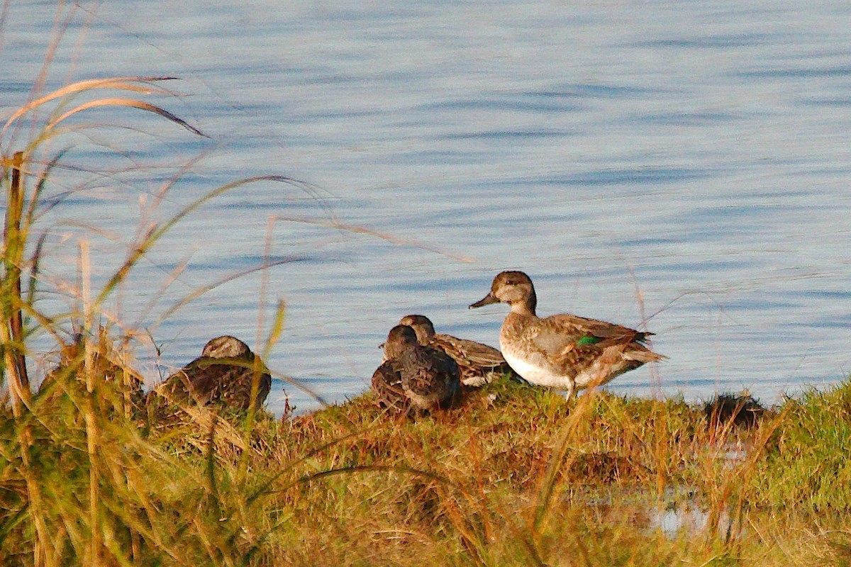 Green-winged Teal - ML610340208