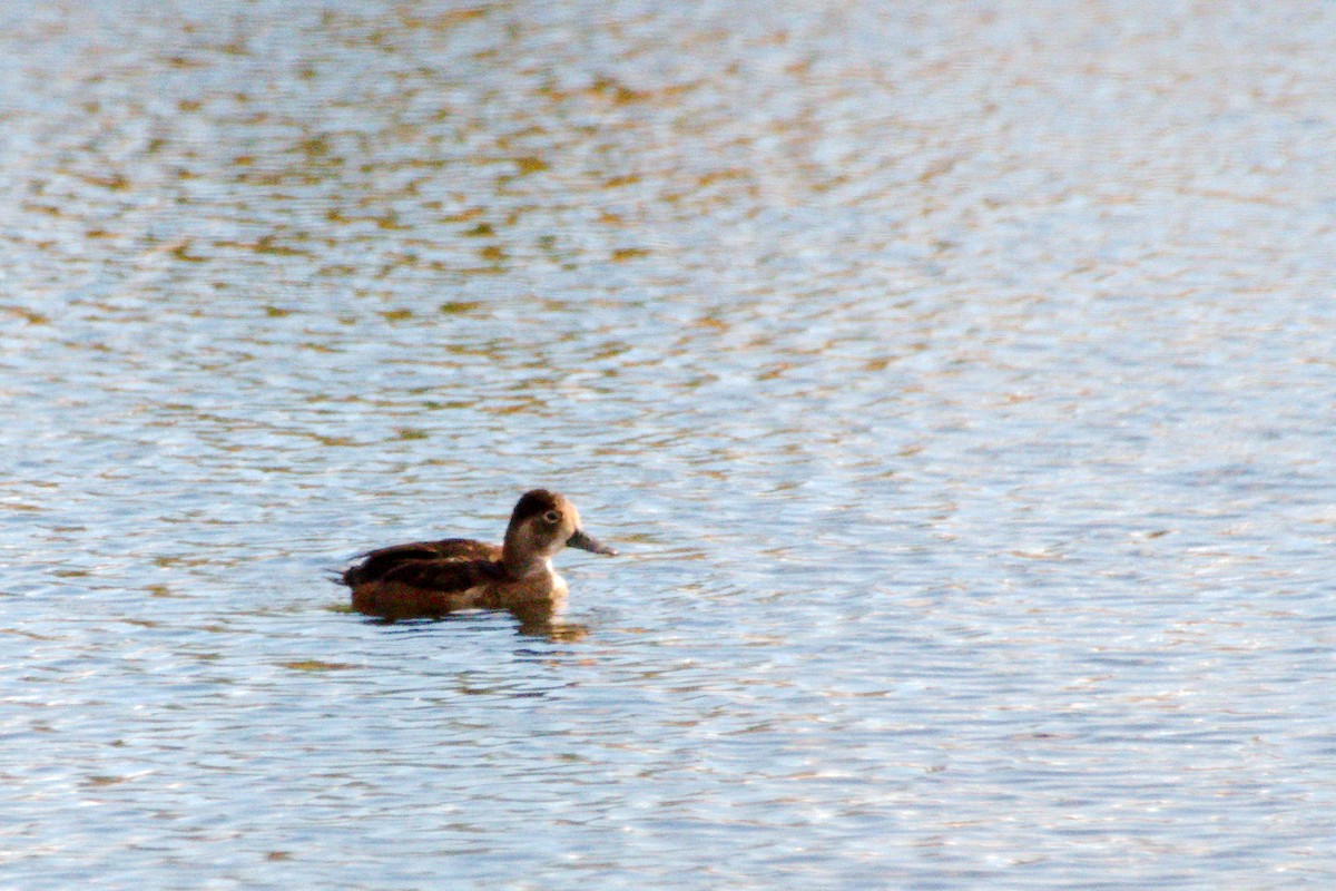 Ring-necked Duck - ML610340214