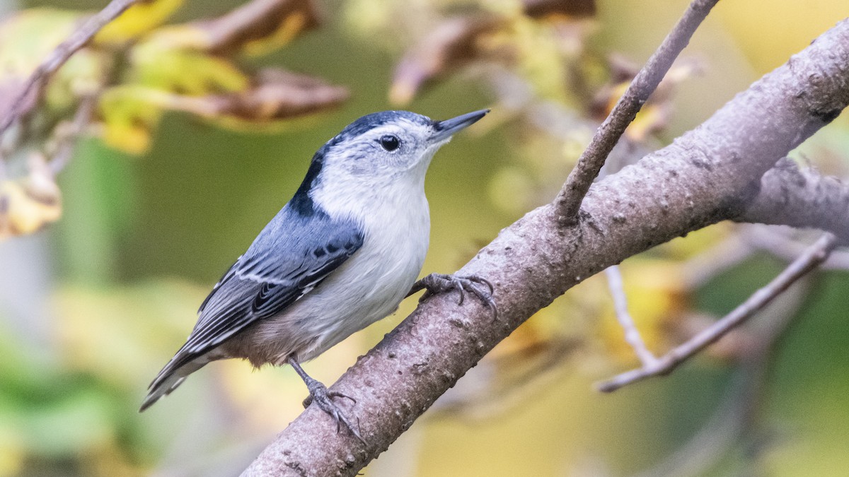 White-breasted Nuthatch - ML610340260
