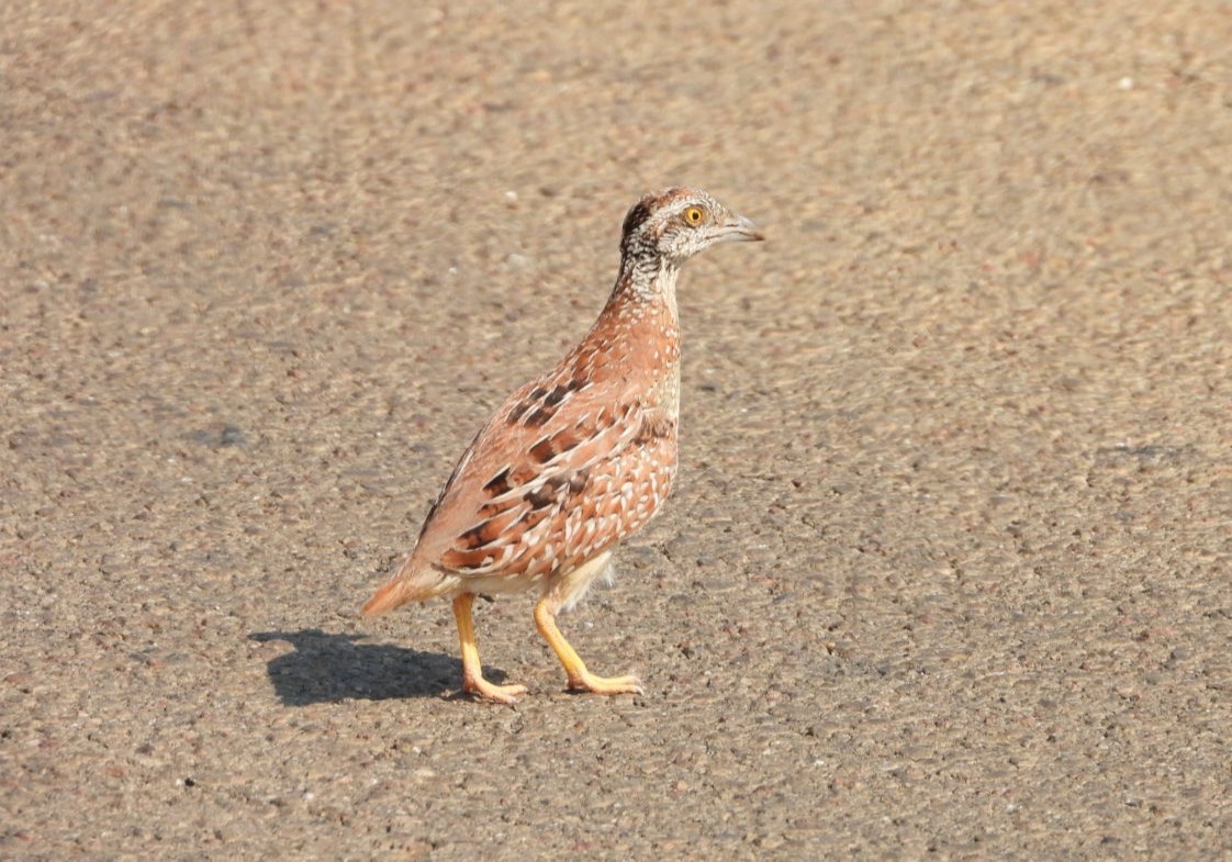 Chestnut-backed Buttonquail - ML610340445