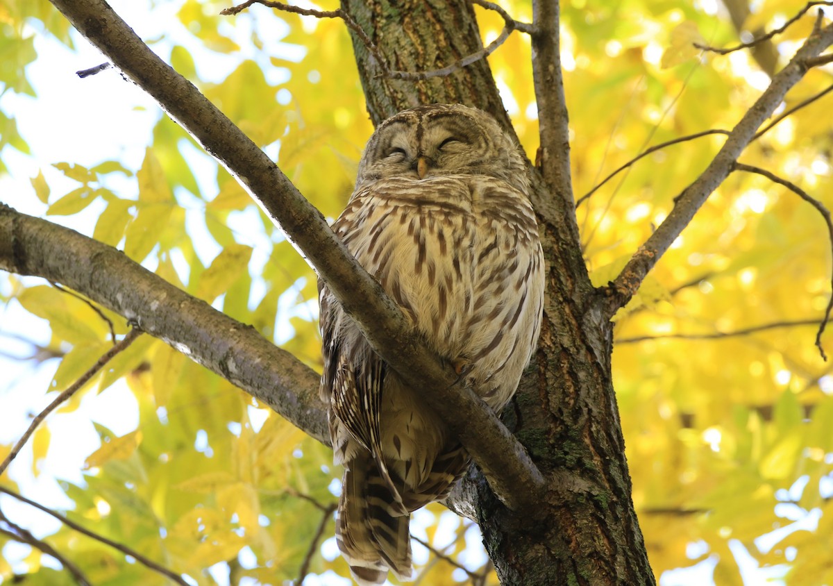 Barred Owl - ML610340459