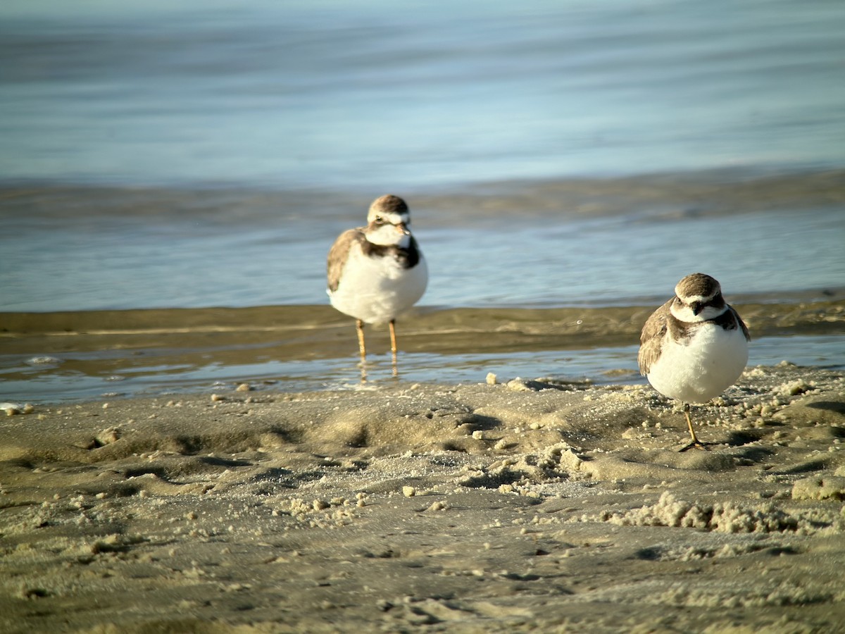 Semipalmated Plover - ML610340563