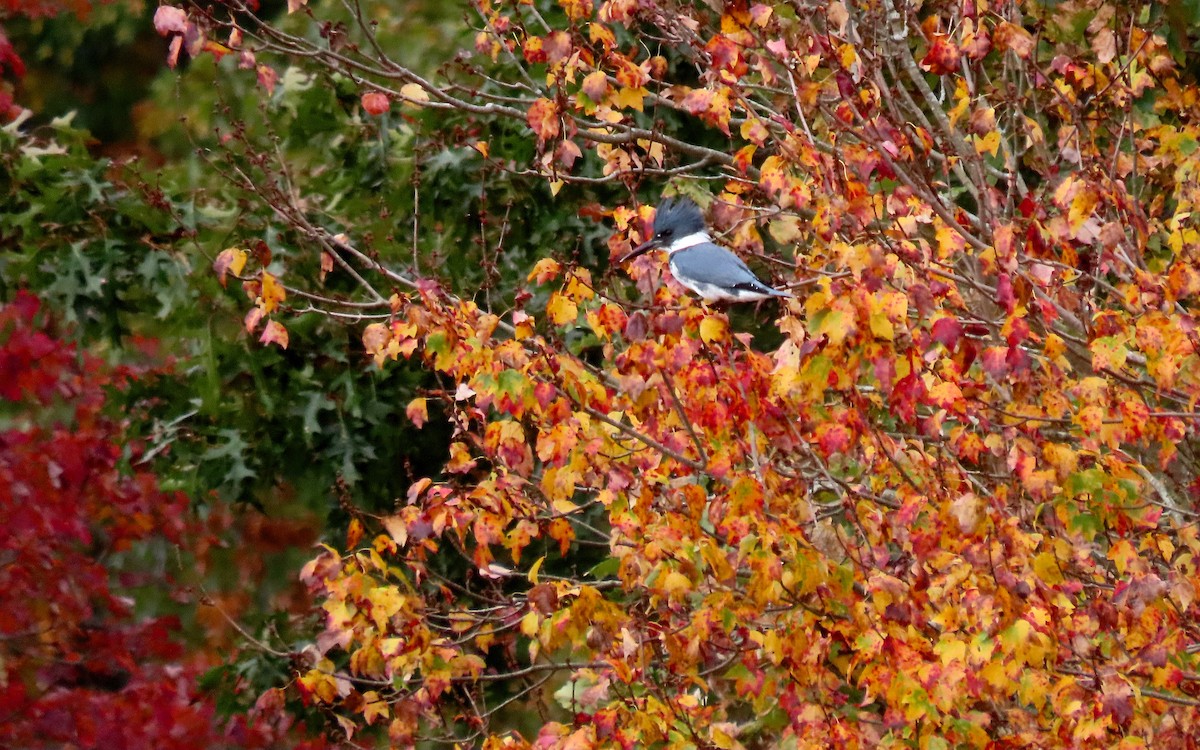 Belted Kingfisher - ML610340601