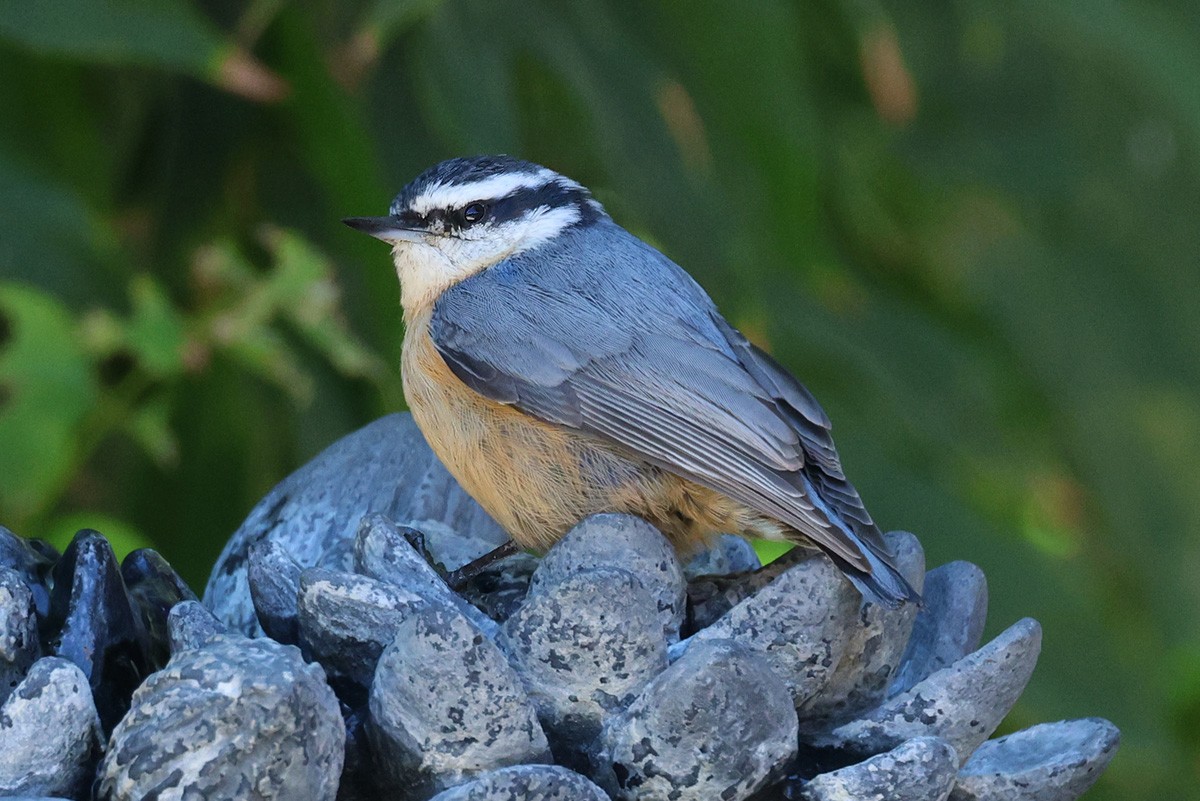 Red-breasted Nuthatch - ML610341268