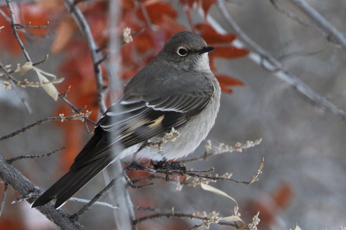Townsend's Solitaire - ML610341283