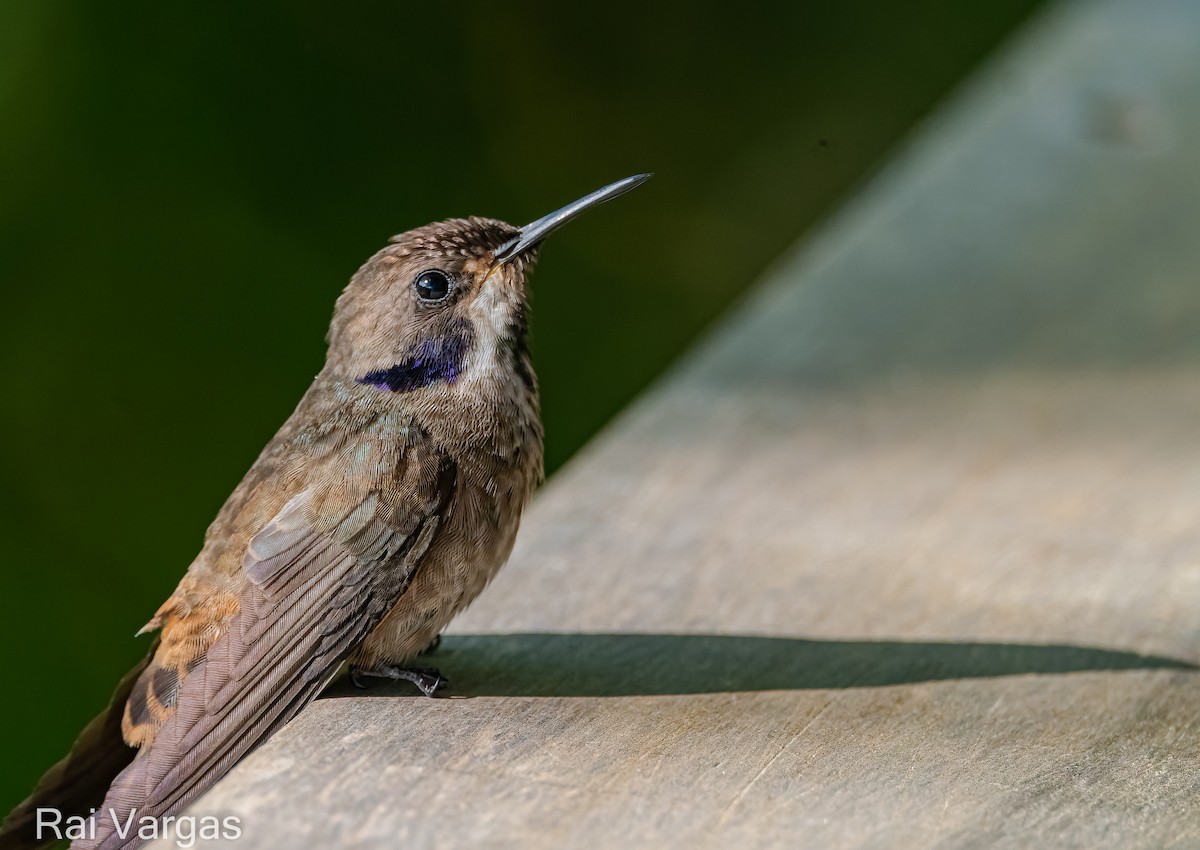 kolibřík fialovouchý - ML610341321