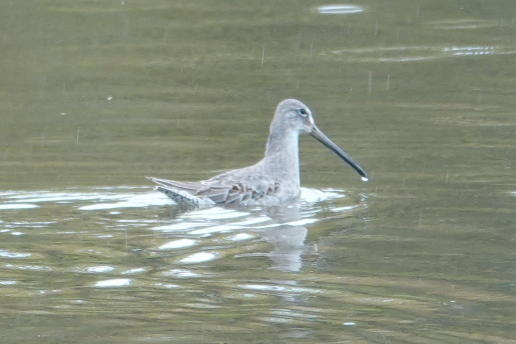 Long-billed Dowitcher - ML610341939