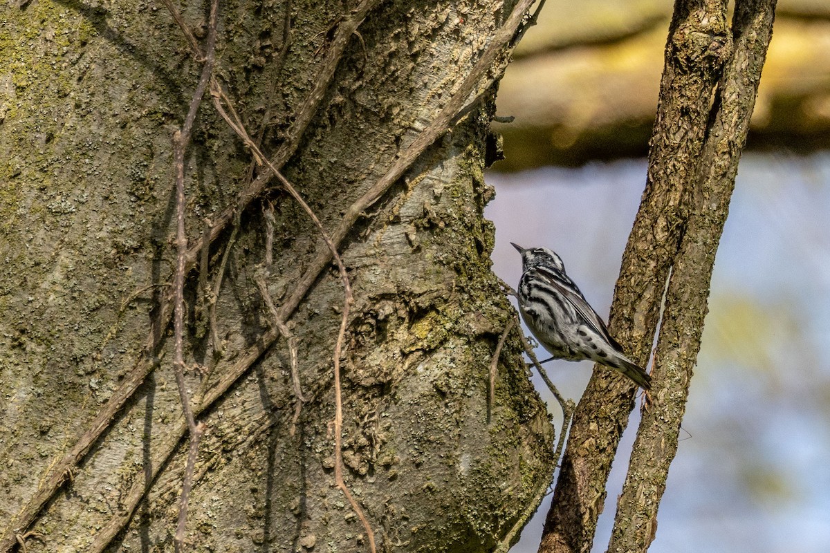 Black-and-white Warbler - ML610342199