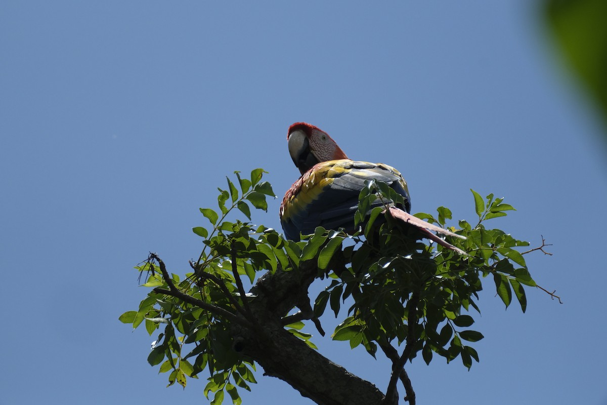 Scarlet Macaw - ML610342341