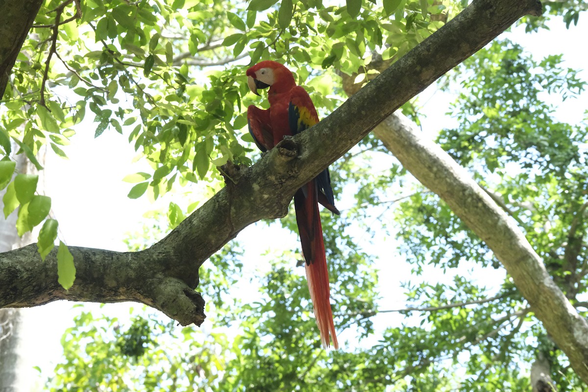 Scarlet Macaw - ML610342342