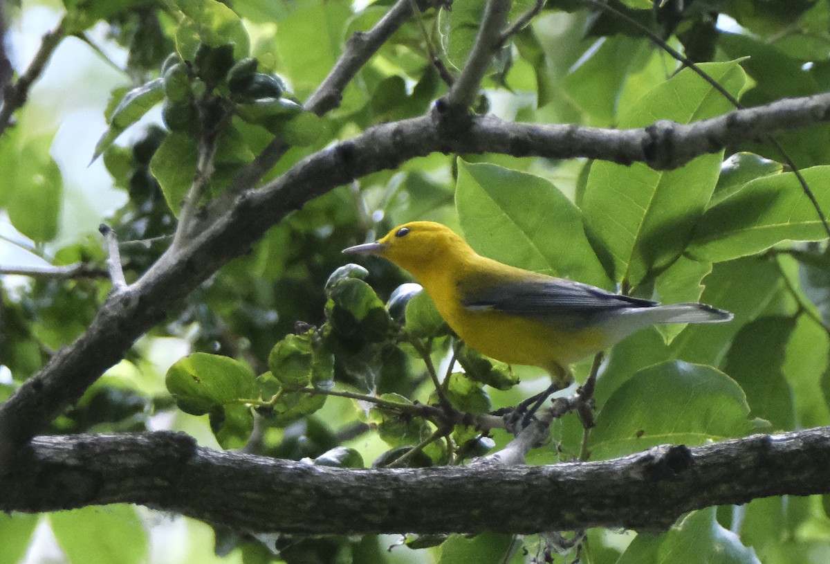 Prothonotary Warbler - ML610342357