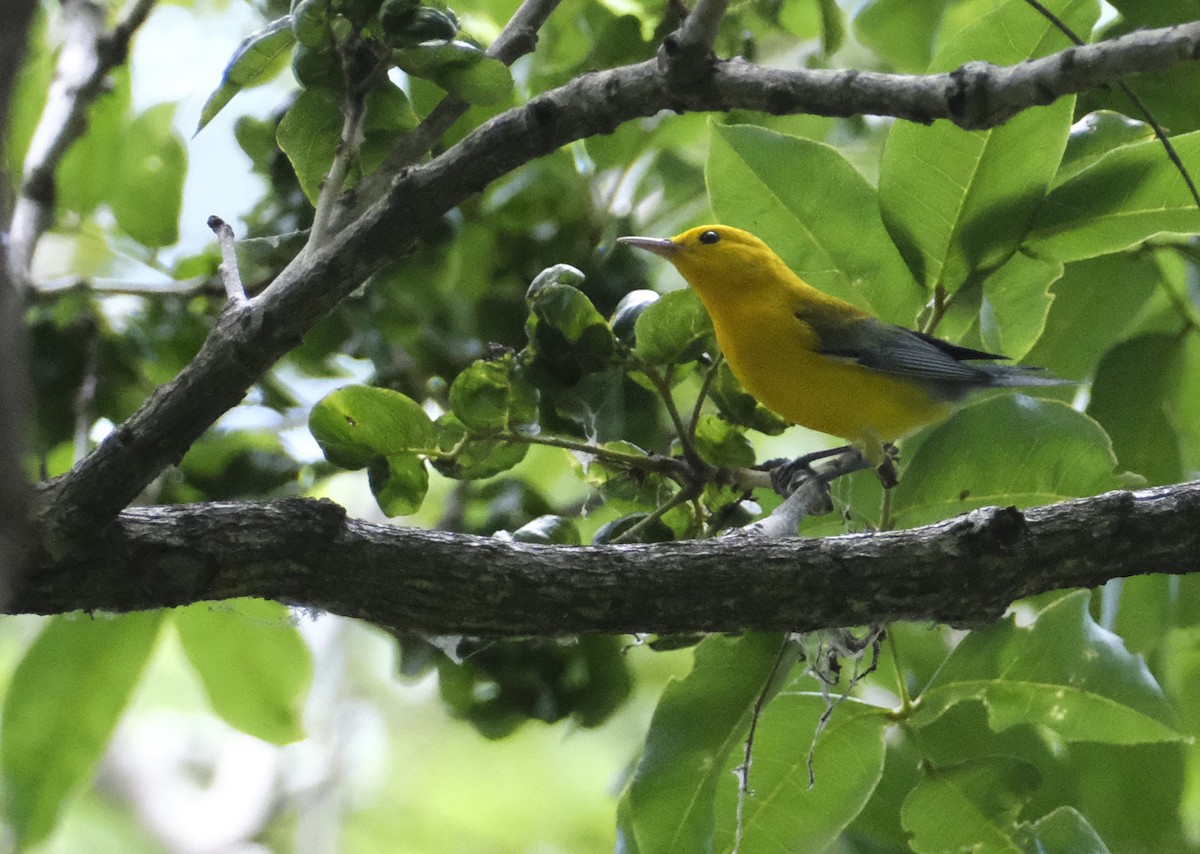Prothonotary Warbler - ML610342358
