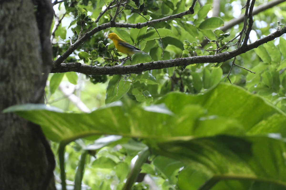 Prothonotary Warbler - Ronald Breteler