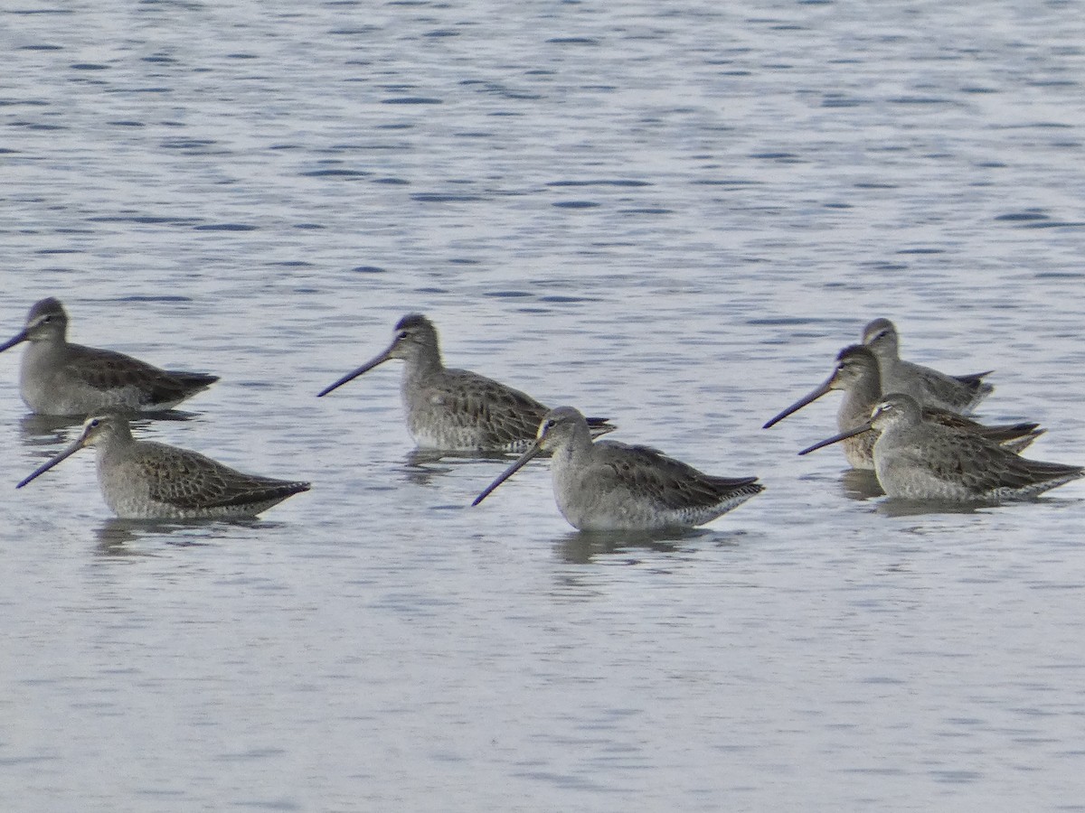 Long-billed Dowitcher - ML610342562