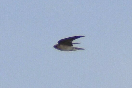 Northern Rough-winged Swallow - ML610342597