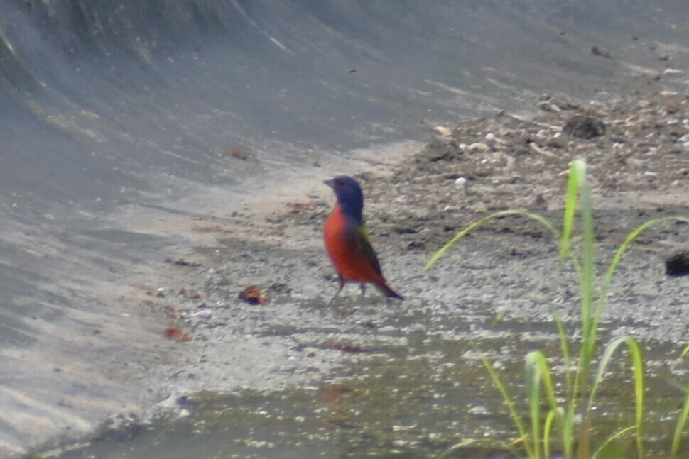 Painted Bunting - ML610342607