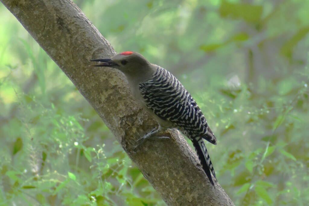 Gila Woodpecker - ML610342618