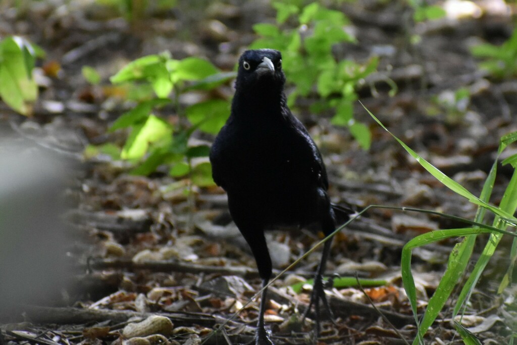 Great-tailed Grackle - ML610342626