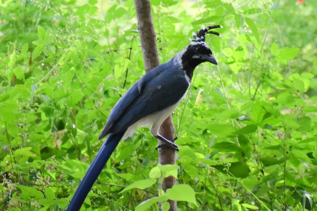 Black-throated Magpie-Jay - ML610342638
