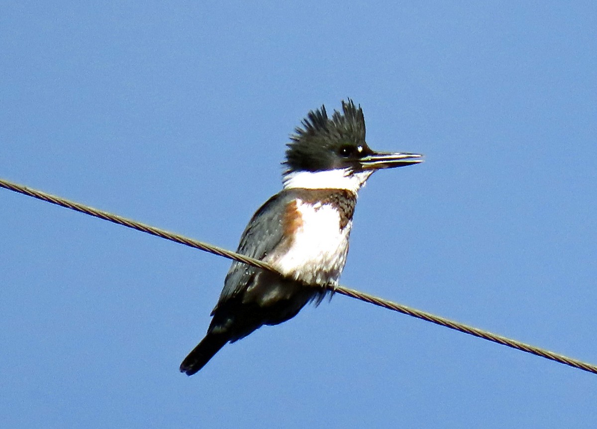 Belted Kingfisher - ML610342651