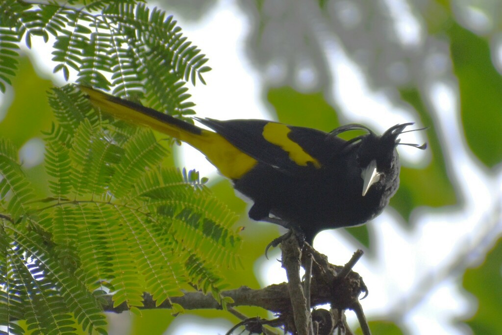 Yellow-winged Cacique - ML610342662