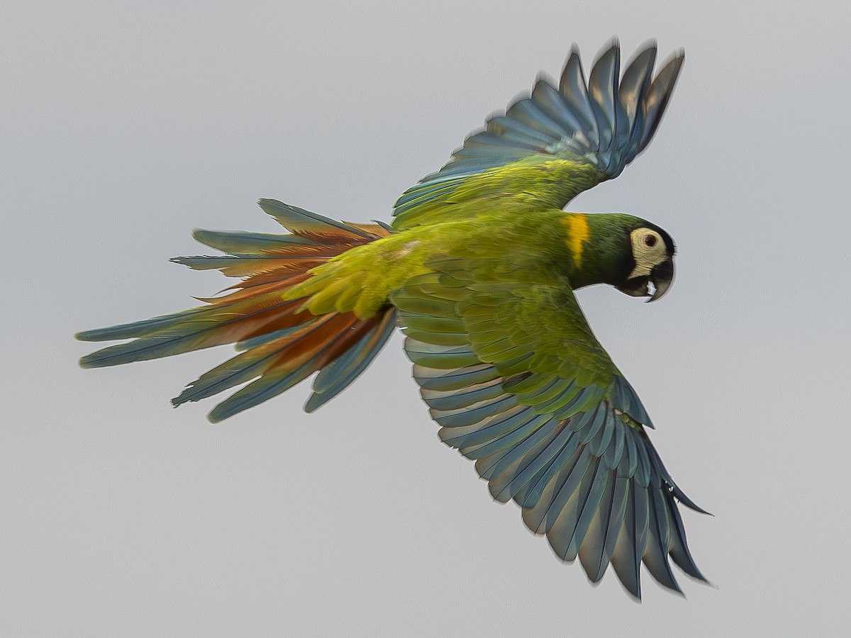 Yellow-collared Macaw - ML610342816