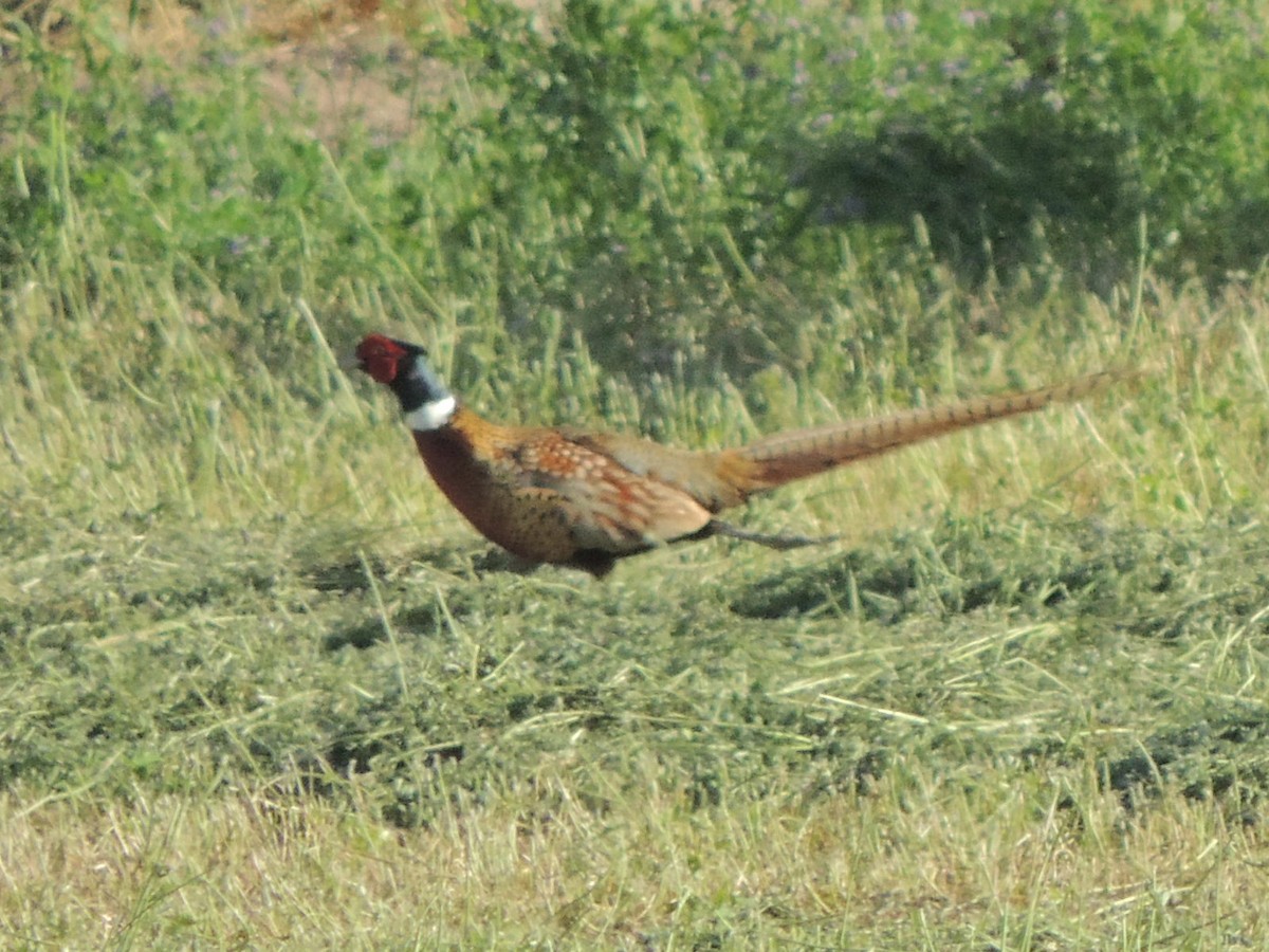 Ring-necked Pheasant - Brian Johnson