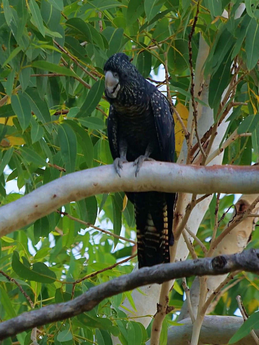 Red-tailed Black-Cockatoo - ML610343135