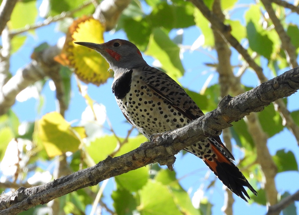 Northern Flicker (Red-shafted) - ML610343336