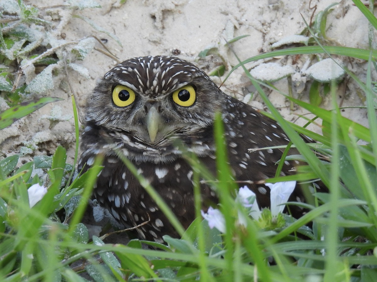 Burrowing Owl (Florida) - ML610343438