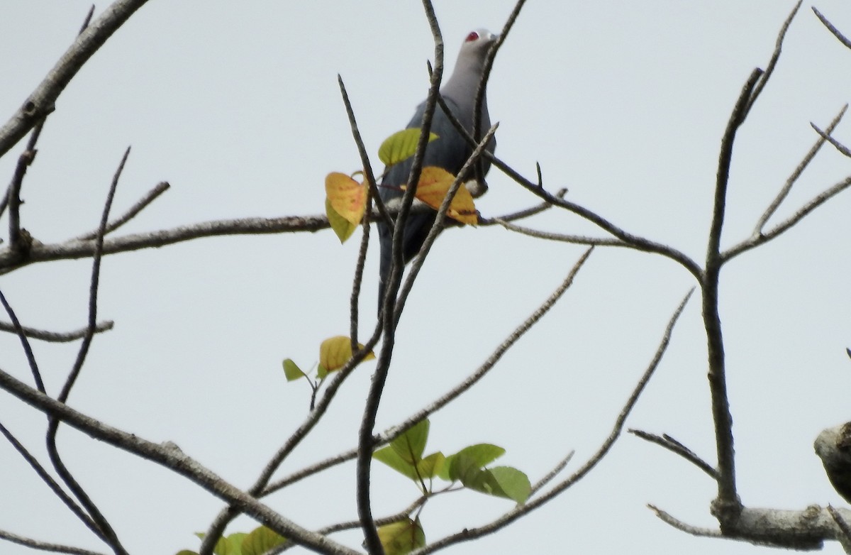 Pinon's Imperial-Pigeon - ML610343469