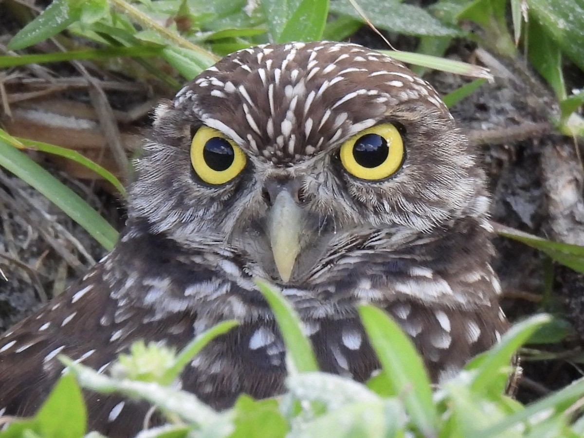 Burrowing Owl (Florida) - ML610343510