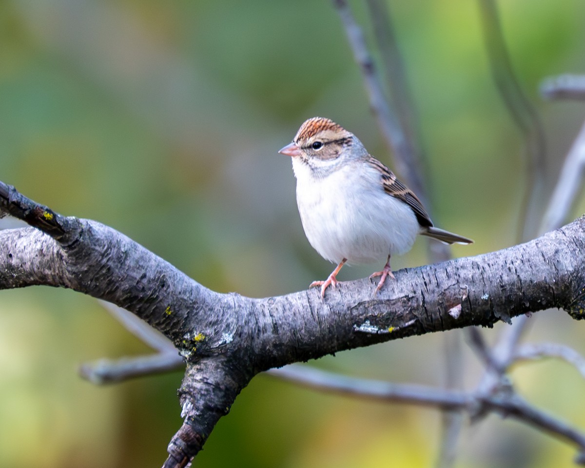 Chipping Sparrow - ML610343511