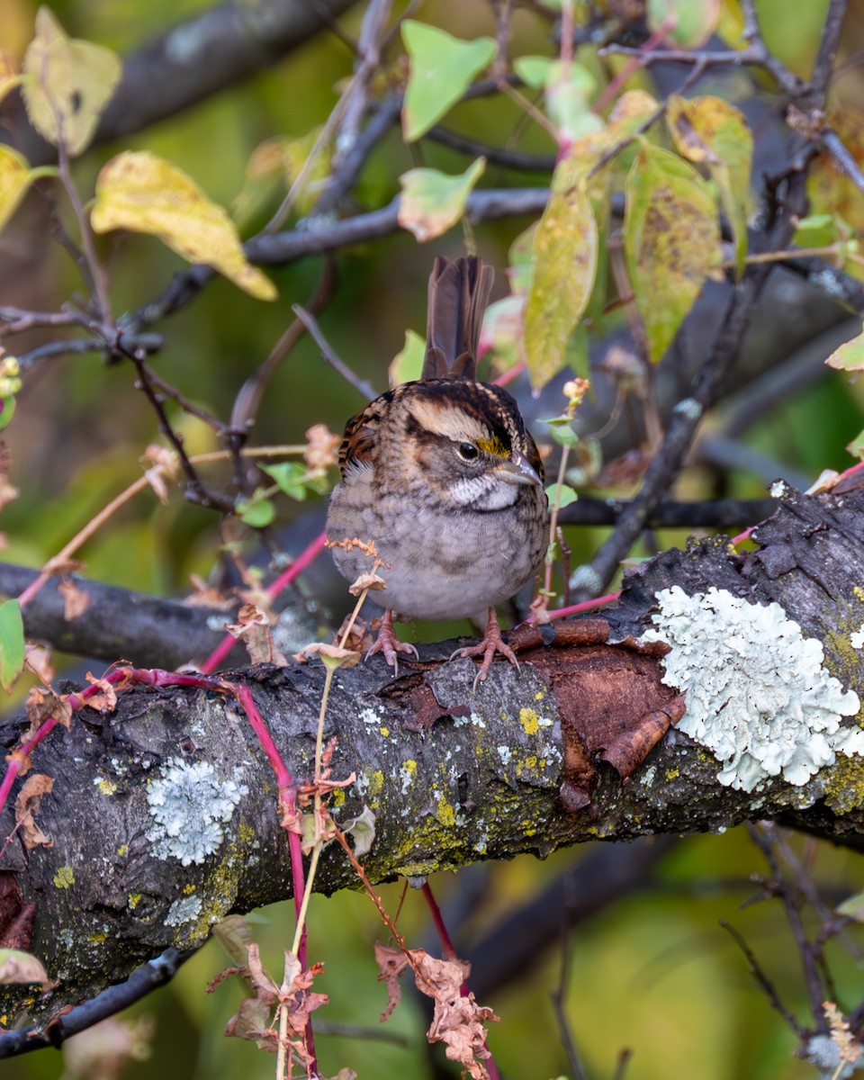 White-throated Sparrow - ML610343516