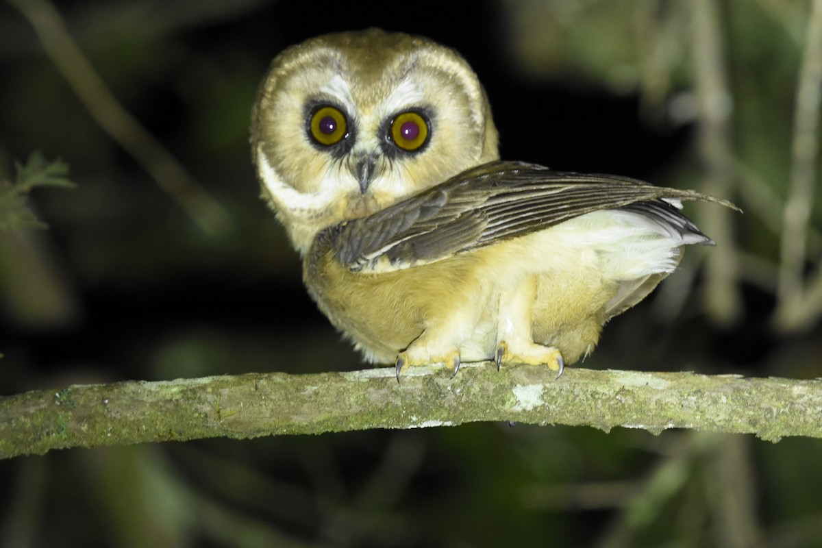 Unspotted Saw-whet Owl - ML610343698