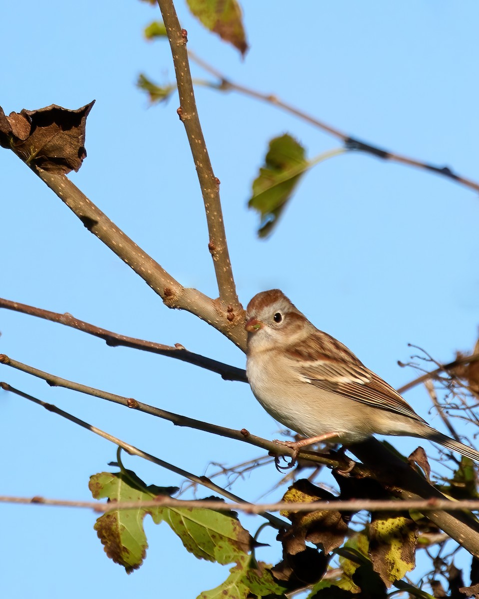 Field Sparrow - ML610343781